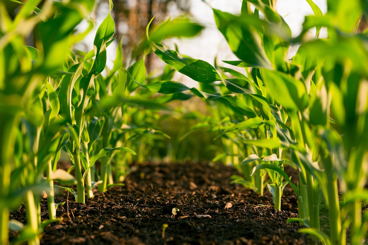 The future of Agriculture 5.0